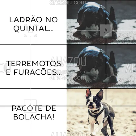 posts, legendas e frases de assuntos variados de Pets para whatsapp, instagram e facebook: E aí donos de cachorro, isso é real? ? #cachorro #ahazoupet #engraçado #meme #amocachorro