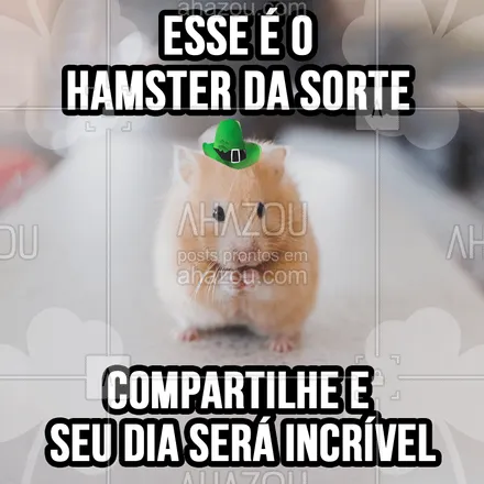 posts, legendas e frases de assuntos variados de Pets para whatsapp, instagram e facebook: Que seu dia seja tão lindo quanto o Hamster da sorte ??
#bomdia #sorte #positividade #ahazoupet #amor #hamster