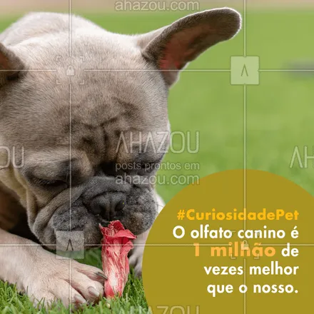 posts, legendas e frases de assuntos variados de Pets para whatsapp, instagram e facebook: Você sabia dessa? ? #pets #ahazoupet #cachorro