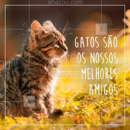 posts, legendas e frases de assuntos variados de Pets para whatsapp, instagram e facebook: Quer amigo melhor que o seu gatinho? Não existe, né?! #pet #ahazoupet #amigao #cat