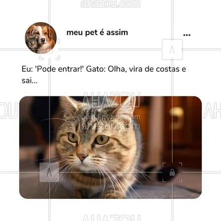 posts, legendas e frases de petshop para whatsapp, instagram e facebook: A lógica felina é um mistério! Quem aí já perdeu a conta das vezes que o gato fez isso? 😹 #GatoIndependente #MundoDosGatos #AhazouPet #meme #humor #comportamentodospets 