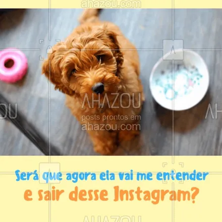 posts, legendas e frases de assuntos variados de Pets para whatsapp, instagram e facebook: O seu cãozinho também é assim? Hahah #pet #ahazou 