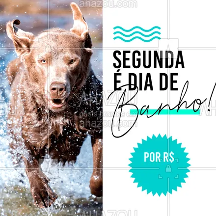 posts, legendas e frases de petshop, assuntos variados de Pets para whatsapp, instagram e facebook: Não perca nossa promoção de segunda-feira! Agende um horário para o seu pet #petshop #pet #ahazou #combo #banho #segunda