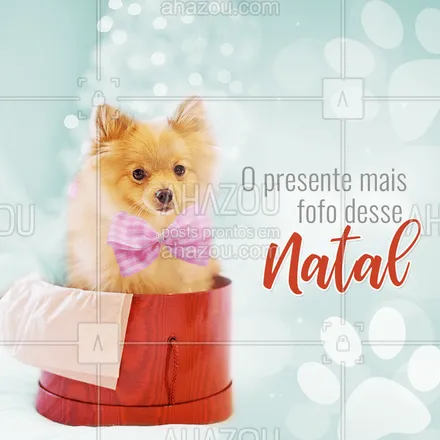 posts, legendas e frases de assuntos variados de Pets para whatsapp, instagram e facebook: Que amor! Tem presente mais fofo que esse? ❤️ #pet #ahazoupet #fimdeano #natal 