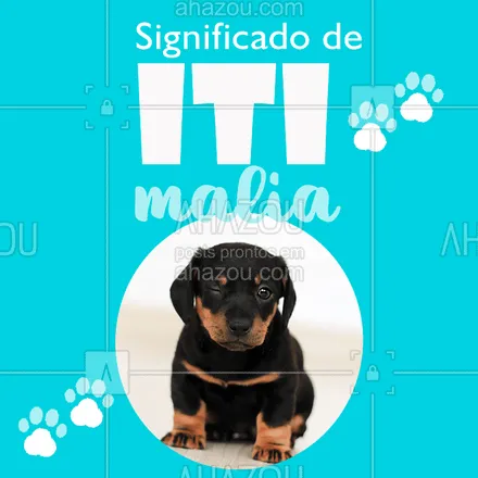 posts, legendas e frases de assuntos variados de Pets para whatsapp, instagram e facebook: Iti maliaaa coisa mais fofa! Quem não ama um filhotinho? #pets #ahazoupet #itimalia #cachorro #amocachorro 