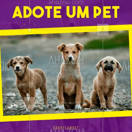 posts, legendas e frases de assuntos variados de Pets para whatsapp, instagram e facebook: Segundo a Organização Mundial de Saúde (OMS), o número de cães e gatos na rua, no Brasil, já passa dos 30 milhões. Mas você pode ajudar a reduzir essa número adotando um Pet. Você vai estar ajudando a salvar esse animalzinho do abandono e em troca vai receber um amor incondicional. ? #AhazouPet #adoção #dogs #cats #petlovers