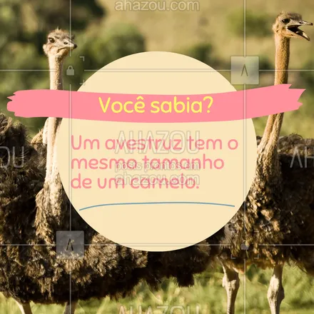 posts, legendas e frases de assuntos variados de Pets para whatsapp, instagram e facebook: A curiosidade do dia é que um avestruz tem o mesmo tamanho de um camelo: 1,80 a 2,50 metros de altura. Você já sabia dessa? 🤔 #curiosidades #vocêsabia #aves #ave 
 #AhazouPet #ilovepets  #petlovers 