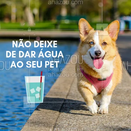 posts, legendas e frases de assuntos variados de Pets para whatsapp, instagram e facebook: Nesse calor, sempre ofereça água ao seu pet! #pet #ahazou #verao #agua