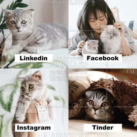 posts, legendas e frases de assuntos variados de Pets para whatsapp, instagram e facebook: O vida dos gatinhos ta diferente? o difícil é tirar a vergonha e encarar o TINDER ?

#cats #vidadepet #ahazou #lovercats #gatos 