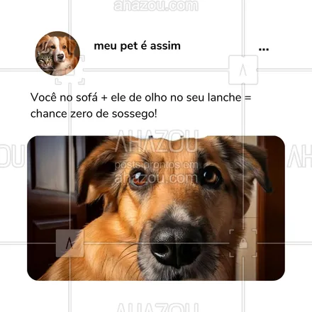 posts, legendas e frases de petshop para whatsapp, instagram e facebook: Quem nunca foi perseguido pelo olhar do seu cachorro enquanto tenta comer, não sabe o que é um relacionamento sério! 😂🍔 #CachorroGuloso #FomeInfinita #InstintoCanino #PetiscosAMais #VidaDeCachorro #DespertadorPeludo #AhazouPet #meme #humor #comportamentodospets 