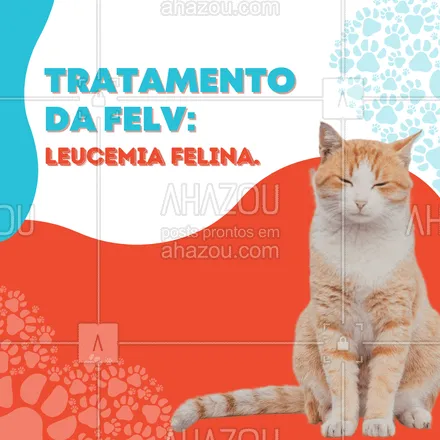 posts, legendas e frases de veterinário para whatsapp, instagram e facebook: O tratamento da é feito baseado na doença que o FeLV desencadeou. No caso dos tumores (linfoma e leucemia felina), são realizadas sessões de quimioterapias. Já as anemias podem ser tratadas com imunoestimuladores e antirretrovirais. Quer saber mais sobre o tratamento? Entre em contato conosco. 📲🐱  #FeLV #leucemiafelina #gatos #felinos  #AhazouPet #medicinaveterinaria  #clinicaveterinaria  #medvet  #petvet  #veterinaria  #vet  #veterinarian  #veterinario  #veterinary  #vetpet 