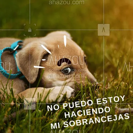 posts, legendas e frases de cílios & sobrancelhas para whatsapp, instagram e facebook: Hahahaha tivemos que entrar na brincadeira ;) #sobrancelha #ahazou #designdesobrancelha #memecachorro #cachorro