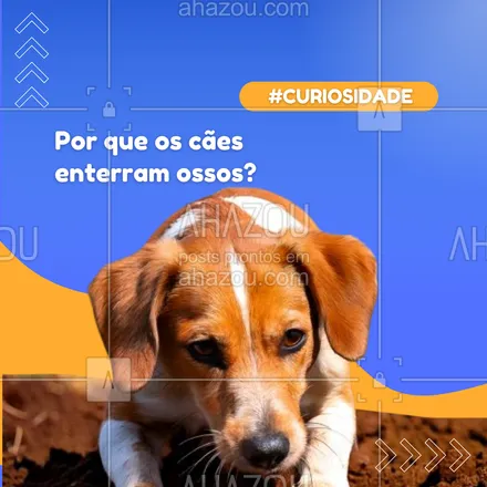 posts, legendas e frases de petshop para whatsapp, instagram e facebook: 🐾 Instinto puro! Os cães herdaram essa prática de seus ancestrais, que enterravam comida para proteger a refeição e garantir um lanchinho depois! 🌎💀
#CuriosidadesSobreCachorros #ComportamentoCanino #InstintoAnimal #AhazouPet #petshop 