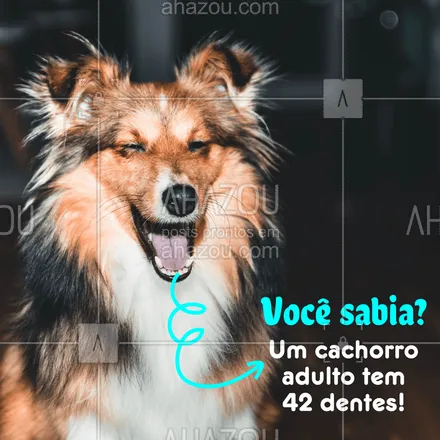 posts, legendas e frases de assuntos variados de Pets para whatsapp, instagram e facebook: Curiosidade do dia ? #cachorro #ahazoupet #pet 