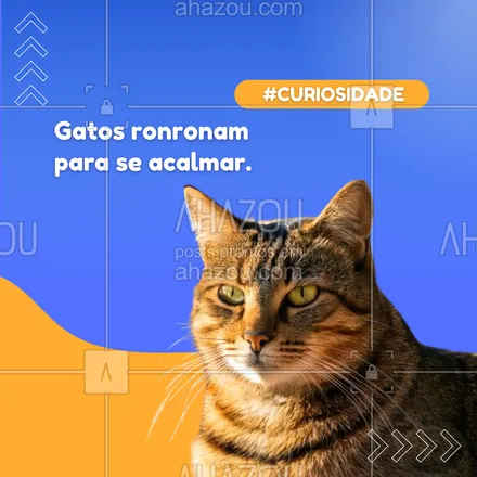 posts, legendas e frases de petshop para whatsapp, instagram e facebook: 😺 Além de ser um sinal de felicidade, o ronronar é uma forma dos gatos se autorregularem em momentos de dor ou estresse. É como se eles tivessem uma técnica de relaxamento própria! 💆‍♀️
#CuriosidadesFelinas #ComportamentoDeGatos #RonronarComportamentoCanino #InstintoAnimal #AhazouPet #petshop 