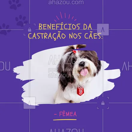 posts, legendas e frases de veterinário para whatsapp, instagram e facebook: Existem diversos benefícios relacionados a castração das cadelas e eles são: redução do risco de câncer de mama (99% das cadelas castradas antes do primerio cio, não desenvolvem a doença); acaba com qualquer hipótese de infecção uterina grave; não existe mais o cio; sua cadela pode ficar mais dócil (principalmente se antes ela era mais agressiva); e muito mais. Entre em contato caso queria saber mais. #castração #petsaudável #pet #AhazouPet #dicas #veterinário