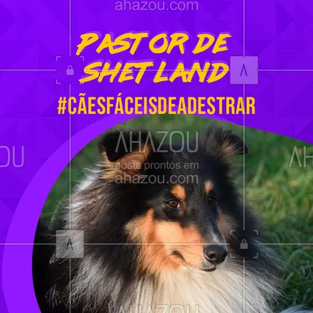 posts, legendas e frases de dog walker & petsitter para whatsapp, instagram e facebook:  Famoso cão de pastoreio, é muito obediente e inteligente, sendo um dos cães mais espertos. Entretanto, precisa ser educado desde pequeno para se sociabilizar bem com outros pets e pessoas.

#pastordeshetland #raças #cao #AhazouPet #adestramento  #doglover #dogwalker #dogsitter