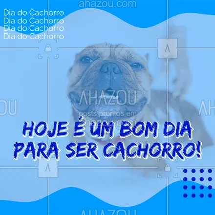 posts, legendas e frases de petshop para whatsapp, instagram e facebook: Banho + Tosa Especial para o seu cachorro curtir o dia dele bem cheiroso! Aproveite a promoção!
#BanhoTosa #AhazouPet #Promoção