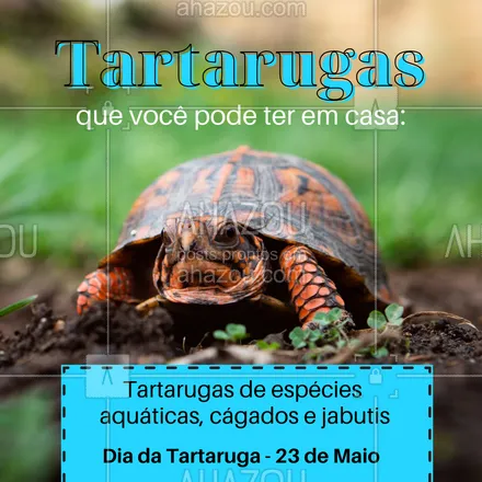 posts, legendas e frases de veterinário para whatsapp, instagram e facebook: As tartarugas são dóceis e perfeitas para se ter como animal de estimação. Atualmente, temos três espécies que são permitidas ter em casa:  as tartarugas de espécies aquáticas, os cágados e os jabutis. Conta para a gente, você tem vontade de ter uma tartaruga como pet? #Diadatartaruga #AhazouPet #dicas  #veterinaria