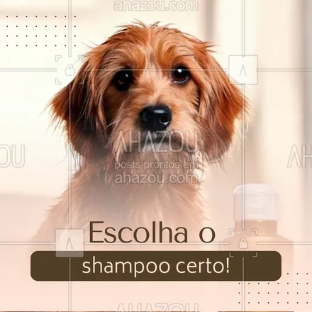 posts, legendas e frases de petshop para whatsapp, instagram e facebook: Nem todos os produtos são seguros para pets. Escolha shampoos específicos para pets e consulte sempre o veterinário para saber o melhor para a pele e o tipo de pelo do seu amigo. 🐶🐱 #DicasDeCuidadosPet #CuidadoComOsPets #CuidadosComOsPelos #AhazouPet #dicas #cuidadoscomapele #cuidadoscomospets #petshop 