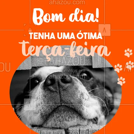 posts, legendas e frases de assuntos variados de Pets para whatsapp, instagram e facebook: Bommm dia! #pet #ahazoupet #bomdia #terçafeira