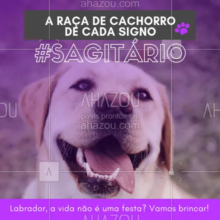 posts, legendas e frases de assuntos variados de Pets para whatsapp, instagram e facebook: Hoje é festa lá no meu apêee! Hoje não, todos os dias! Hahaha quem concorda? ?❤️️♐ #signos #pet #ahazoupet #dogs #sagitario