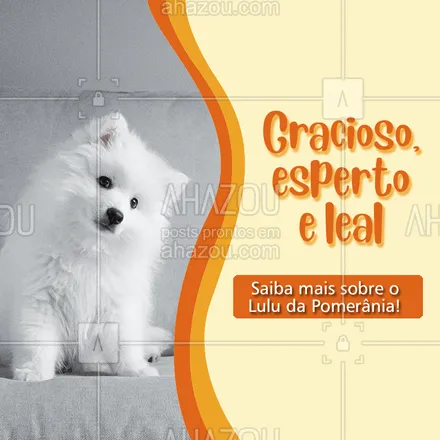 posts, legendas e frases de dog walker & petsitter, veterinário, petshop para whatsapp, instagram e facebook: Extremamente populares no Brasil, o Lulu é um cão dócil com seus tutores, mas não muito sociável com estranhos. São cachorros fáceis de treinar e gostam de desafios intelectuais. Por isso, é sempre uma boa pedida investir em brinquedos que o intriguem. #germanspitz  #luludapomerania  #spitz #cachorro #dog #petlover #petcare #pet  #ahazou   #ahazoupet