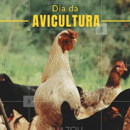 posts, legendas e frases de açougue & churrasco para whatsapp, instagram e facebook: Parabéns aos profissionais que prezam pela qualidade dos produtos e fazem a avicultura ser a maior do mundo no Brasil.🍗🐓
#ahazoutaste #diadaavicultura #aves #motivacional #frase