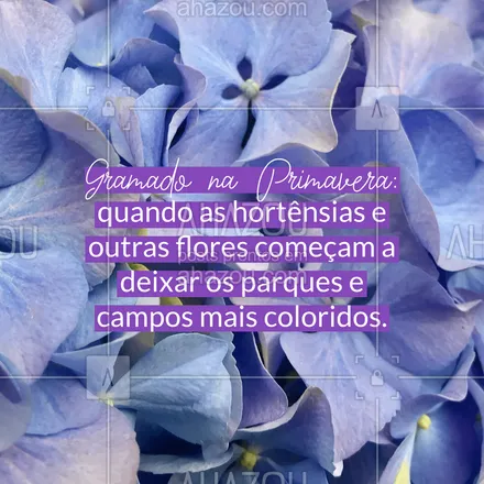 posts, legendas e frases de agências & agentes de viagem para whatsapp, instagram e facebook: Você já sabe que Gramado é uma cidade que pode ser visitada em qualquer época do ano, né? Mas um destaque importante para a primavera: em alguns locais da cidade você encontra uma grande quantidade de hortênsias e outras flores aflorando nessa estação.
#Primavera #AhazouTravel #Gramado