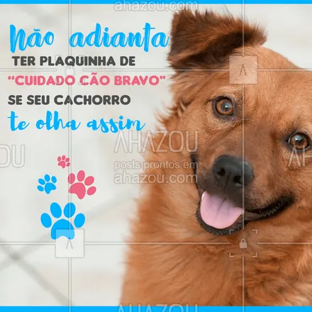 posts, legendas e frases de assuntos variados de Pets para whatsapp, instagram e facebook: Seu cachorro é a pura definição do cão bravo, só que não? ? #cachorro #ahazoupet #caobravo #amocachorro