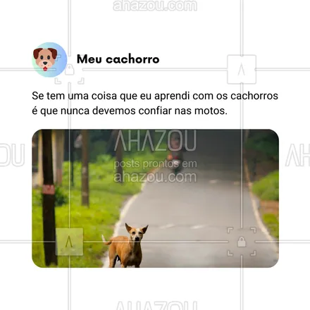 posts, legendas e frases de dog walker & petsitter, veterinário, petshop, assuntos variados de Pets para whatsapp, instagram e facebook: Se tem uma coisa que aprendi com os cachorros, é que motos são sempre suspeitas! 😂🐾 Eles são os verdadeiros guardiões da casa, sempre prontos para nos alertar! Quem mais tem um cão que não suporta motos? 🚨🐶 

#AhazouPet #CachorroAlerta #VidaDeCachorro #MelhorAmigo #EngraçadoMasVerdade #AventurasCaninas