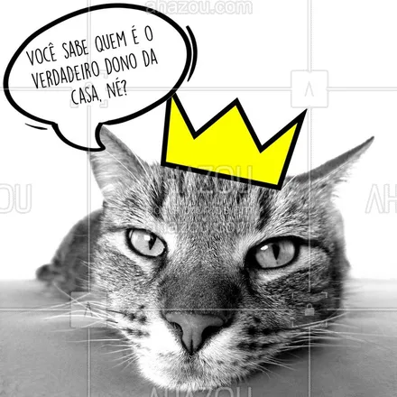 posts, legendas e frases de assuntos variados de Pets para whatsapp, instagram e facebook: Todos saúdam nossa majestade de sete vidas! ? #pet #ahazoupet #cat #petlover