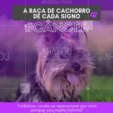 posts, legendas e frases de assuntos variados de Pets para whatsapp, instagram e facebook: Impossível não se apaixonar pela fofura e pelo drama dos cancerianos! Hahaha quem concorda? ?❤️️♋ #signos #pet #ahazoupet #dogs #cancer