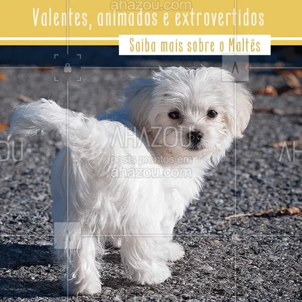 posts, legendas e frases de dog walker & petsitter, veterinário, petshop para whatsapp, instagram e facebook: A raça Maltês é uma das mais antigas do mundo para cachorros e também uma das mais populares. Esses cachorros são brincalhões, mas se dão bem ficando dentro de casa ou passeando por perto. Devem ser penteados a cada um ou dois dias, para evitar desconforto.  #cachorro #dog #petlover #petcare #pet #maltes  #ahazou   #ahazoupet