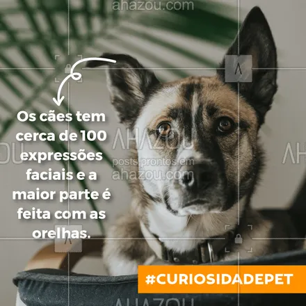 posts, legendas e frases de assuntos variados de Pets para whatsapp, instagram e facebook: Você sabia dessa? ? #pets #ahazoupet #cachorro