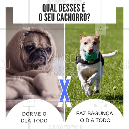 posts, legendas e frases de assuntos variados de Pets para whatsapp, instagram e facebook: Coloca aqui nos comentários! ? #cachorro #ahazoupet #amocachorro