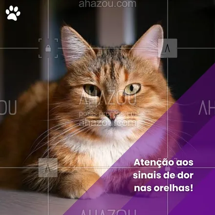 posts, legendas e frases de petshop para whatsapp, instagram e facebook: Seu pet demonstra desconforto ao tocar as orelhas? Pode ser otite! Não espere para buscar ajuda. O diagnóstico rápido é essencial para o tratamento eficaz. 💉👂 #DicaDePet #SaúdePet #Otite #CuidadosPet #OtitePet #SaúdeAnimal #AhazouPet #petshop #dica #tratamento #otite  