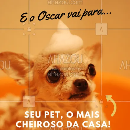 posts, legendas e frases de petshop para whatsapp, instagram e facebook: Em clima de Oscar, o seu pet vai ganhar como o mais cheiroso da casa! #pet #banho #ahazoupet #oscar