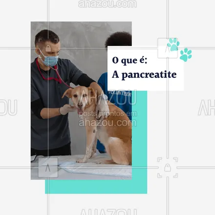 posts, legendas e frases de veterinário para whatsapp, instagram e facebook: A pancreatite, aguda ou crônica é uma doença de etiologia multifatorial caracterizada pela inflamação do pâncreas. Apesar de ser uma patologia muito comum em cães e gatos, a prevalência real é desconhecida já que o diagnóstico continua a ser bastante desafiante.🐶🐱

#AhazouPet #dicas #saude #pancreatite  #vetpet  #veterinarian  #veterinario  #petvet  #vet #caes #gatos