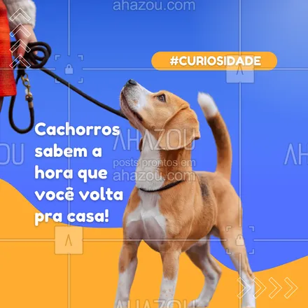 posts, legendas e frases de petshop para whatsapp, instagram e facebook: ⏰ Sabia que seu cão tem uma "agenda" interna? Eles conseguem entender rotinas e associam sons e cheiros ao momento da sua volta. Essa conexão é o que os faz ficar esperando na porta! #AmorDeCachorro #CuriosidadeCanina #CãesESuasManias #AhazouPet #petshop 