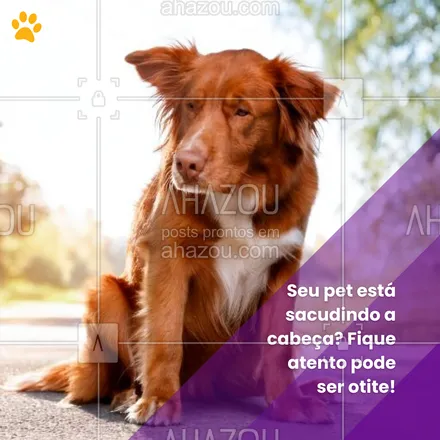 posts, legendas e frases de petshop para whatsapp, instagram e facebook: Pets que sacodem a cabeça com frequência podem estar com otite. É desconfortável e doloroso para eles. Agende uma consulta e descubra como ajudar seu amigo! 🩺💖 #DicaDePet #SaúdePet #Otite #CuidadosPet #OtitePet #SaúdeAnimal #AhazouPet #petshop #dica #tratamento #otite  