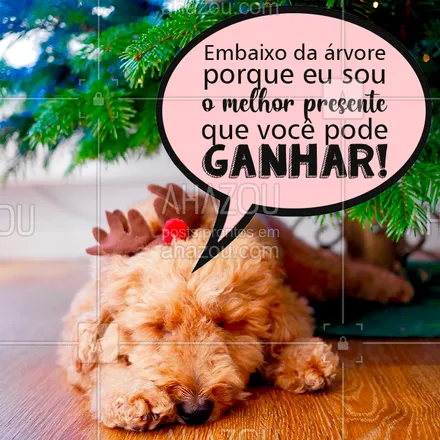 posts, legendas e frases de assuntos variados de Pets para whatsapp, instagram e facebook: E não está errado! ?? #natal #natalpet #ahazou #pet #petlover #bandbeauty