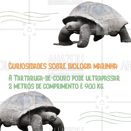 posts, legendas e frases de assuntos variados de Pets para whatsapp, instagram e facebook: A Tartaruga - de - couro, que é uma tartaruga-marinha, é considerada um dos maiores répteis do mundo e vive em áreas tropicais. Além de linda, é gigantesca. Você já teve a oportunidade de ver uma? Conta pra gente. 📢🐢 #curiosidades #vocêsabia #tartaruga #tartarugadecouro #biologiamarinha  #AhazouPet #petlovers  #ilovepets 