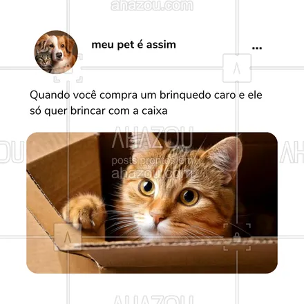 posts, legendas e frases de petshop para whatsapp, instagram e facebook: Gatos sendo gatos! 🐈✨ Quem mais já passou por essa situação? Comente com um ‘🙋‍♂️’ se você também comprou um presente que ele nunca usou! #CoisasDeGato #GatoEconômico #AhazouPet #meme #humor #comportamentodospets 