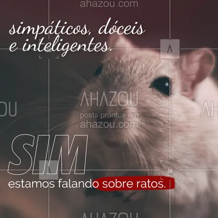 posts, legendas e frases de assuntos variados de Pets para whatsapp, instagram e facebook: Você sabia que ratos são animais extremamente inteligentes, com um grande senso de sobrevivência e se adaptam muito fácil? Podem ser muito dóceis e amigáveis se crescerem entre humanos.
#Ratos #AhazouPet #Pets