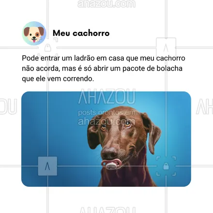 posts, legendas e frases de dog walker & petsitter, veterinário, petshop, assuntos variados de Pets para whatsapp, instagram e facebook: Meu cachorro é especialista em manter a calma durante situações críticas… desde que não envolva um pacote de bolacha! 🍪🐾 Se ele não acorda com um ladrão, é só abrir um pacote de bolacha que ele aparece em alta velocidade! 😂🚀

#AhazouPet #CachorroViciadoEmBolacha #ProteçãoGourmet #PetComPrioridades #FielAoPetisco #BolachaÉVida