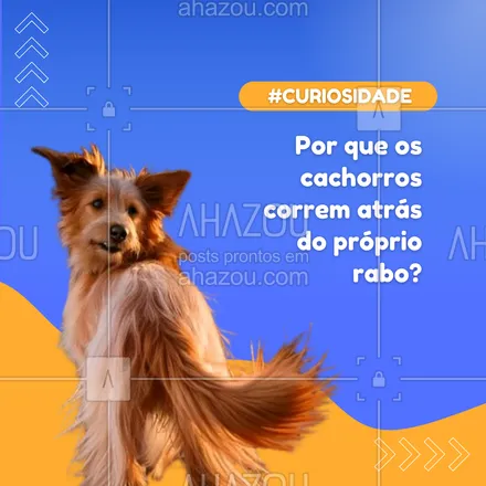 posts, legendas e frases de petshop para whatsapp, instagram e facebook: 🐕 Parece brincadeira, mas às vezes é só uma maneira de liberar energia! Outros cães fazem isso por curiosidade ou para chamar atenção do tutor. 🐾
#CuriosidadesDeCachorros #ComportamentoCanino #ManiasDePets #AhazouPet #petshop 