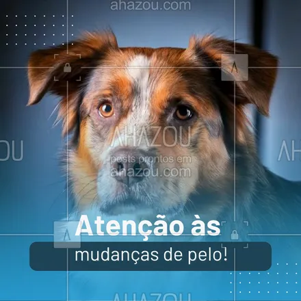 posts, legendas e frases de petshop para whatsapp, instagram e facebook: Mudanças na pele e nos pelos podem ser um sinal de alergias ou problemas de saúde. Se perceber queda excessiva ou irritações, leve seu pet ao veterinário para uma avaliação. 🩺 #SaúdePet #DicasDeCuidadosPet #CuidadoComOsPets #CuidadosComOsPelos #AhazouPet #dicas #cuidadoscomapele #cuidadoscomospets #petshop 