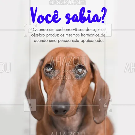 posts, legendas e frases de assuntos variados de Pets para whatsapp, instagram e facebook: Que coisa mais linda! ? #cachorro #ahazoupet #caes #amocachorro