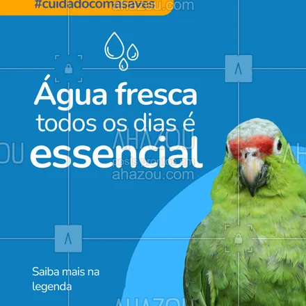 posts, legendas e frases de assuntos variados de Pets para whatsapp, instagram e facebook: As aves precisam de água limpa e fresca todos os dias!
Evite potes sujos ou com algas — troque a água pelo menos 2x ao dia e mantenha o bebedouro sempre higienizado.
Hidratação é vida e saúde! 💧
#cuidadoscomaves #avesdomesticas #passarinhosfelizes #dicasdeave #avefeliz